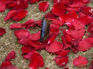 Kostarika'da gül yaprakları üzerinde mavi kelebek